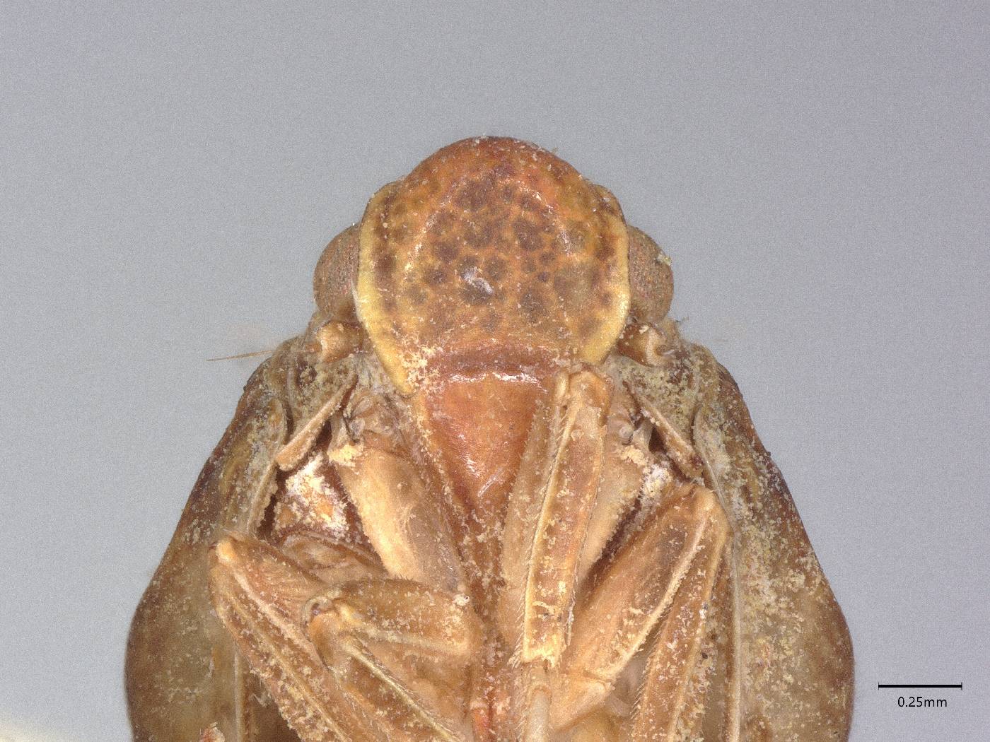 Rhynchopteryx caudata image