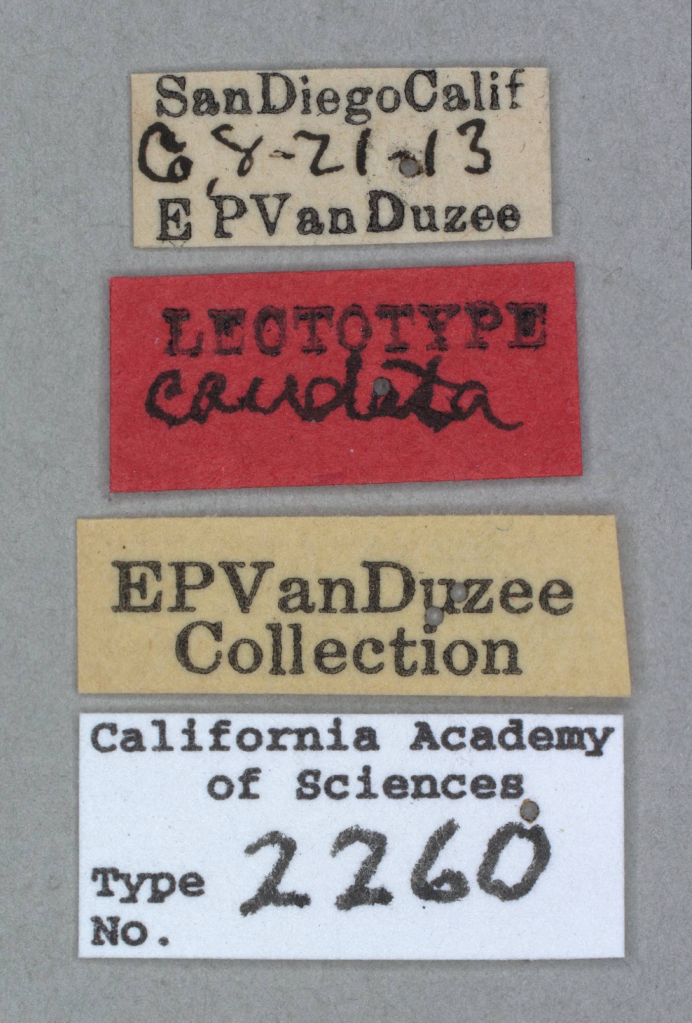 Rhynchopteryx caudata image