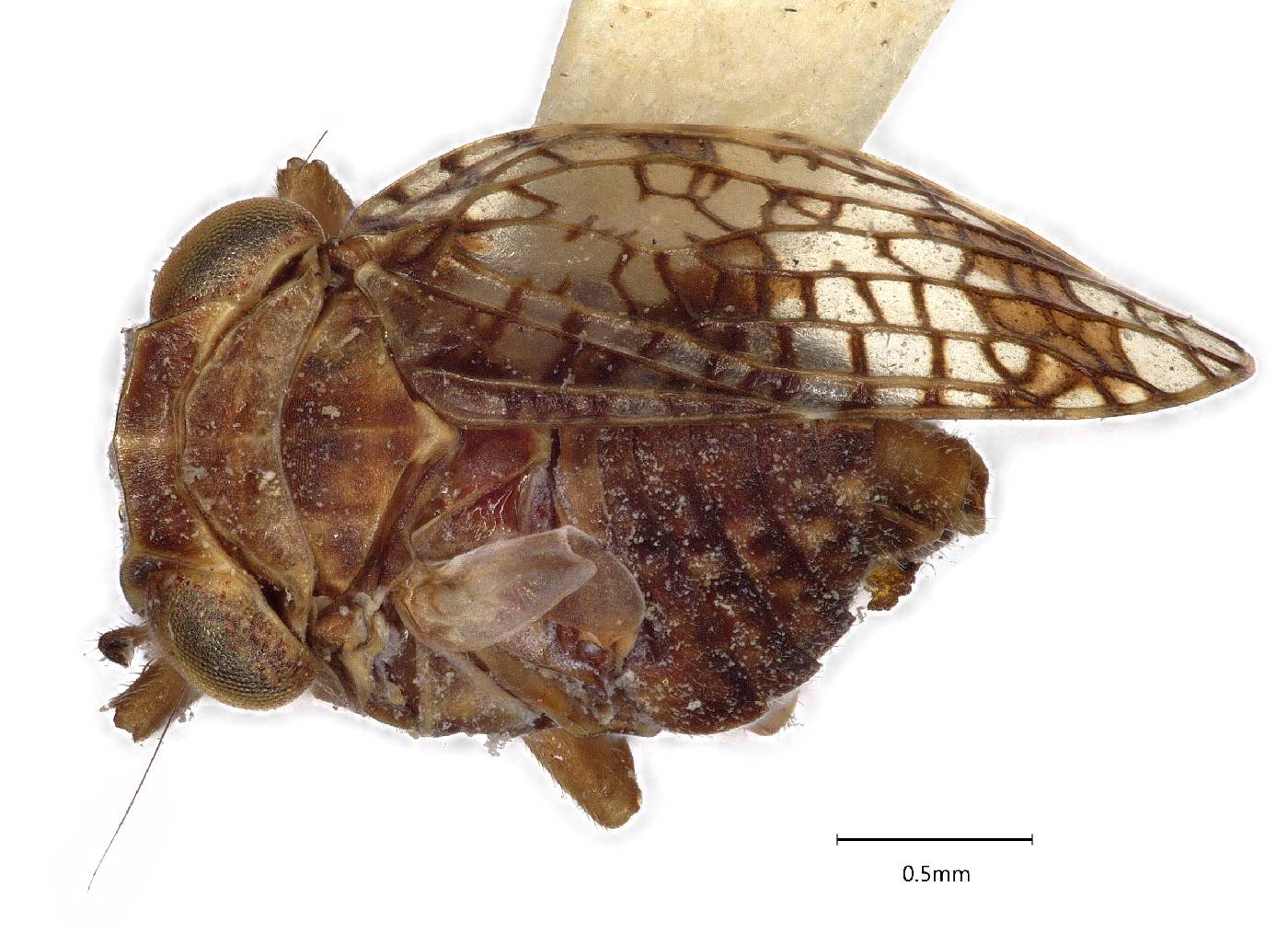 Dictyssa transversa image