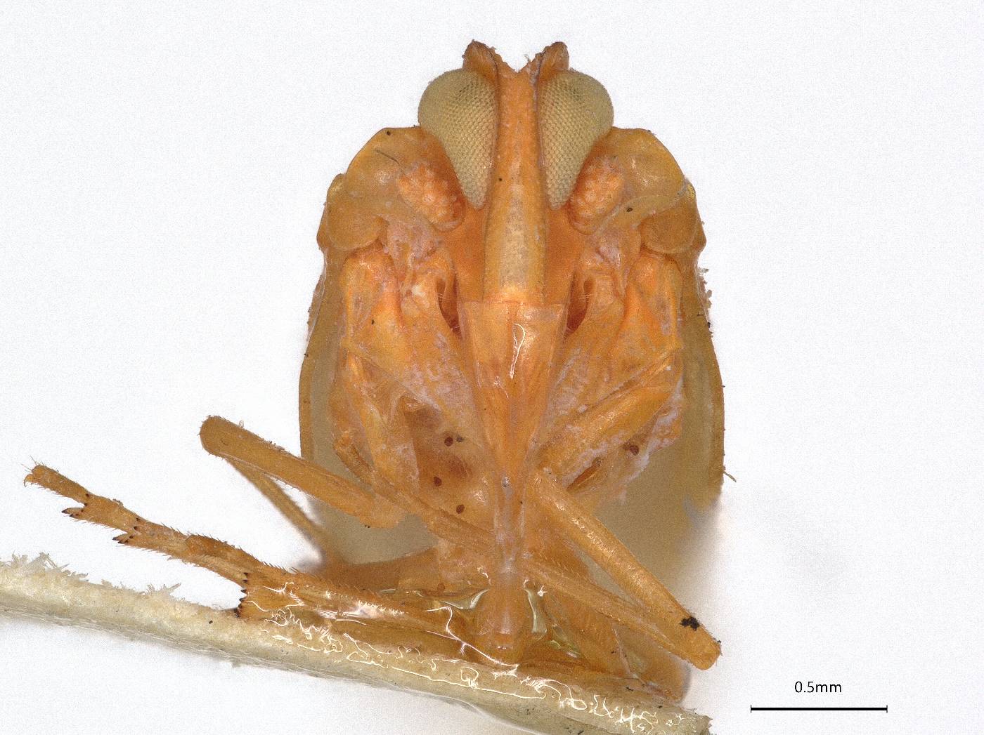 Cenchrea fulva image