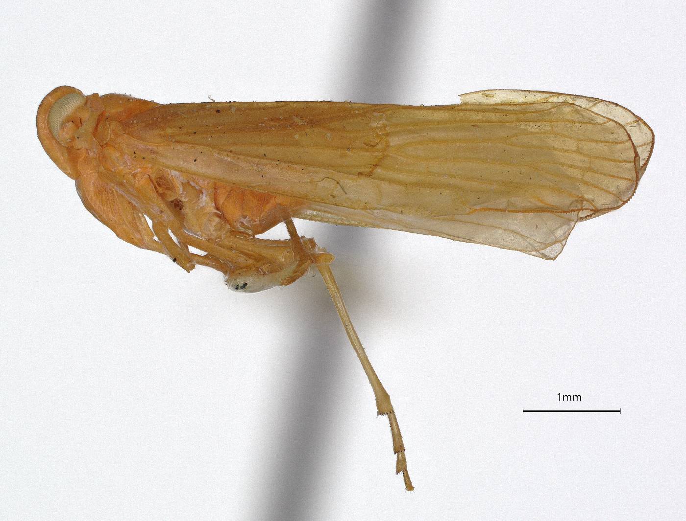 Cenchrea fulva image