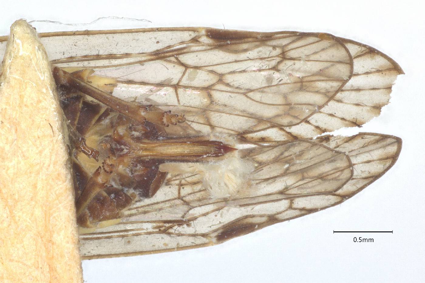 Oecleus venosus image