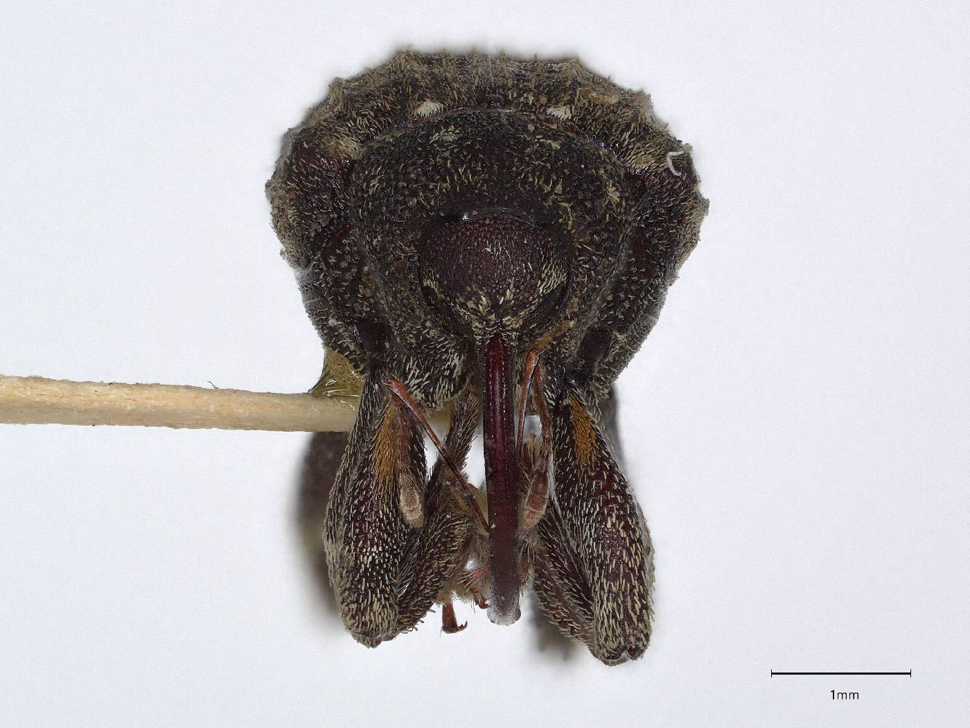 Conotrachelus naso image