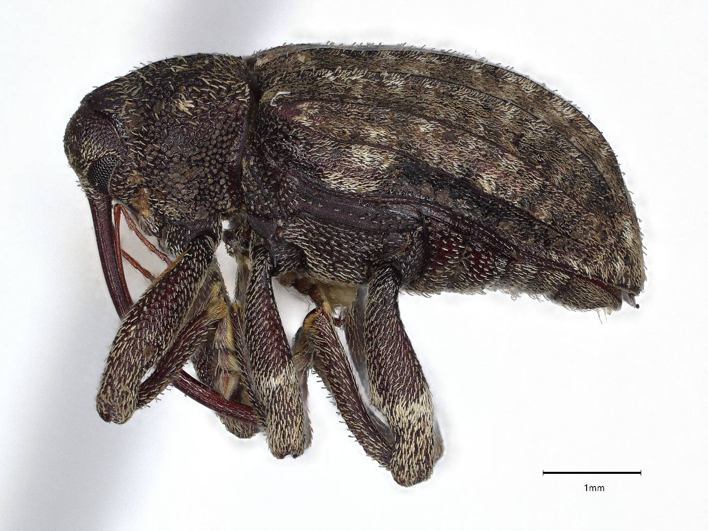 Conotrachelus naso image