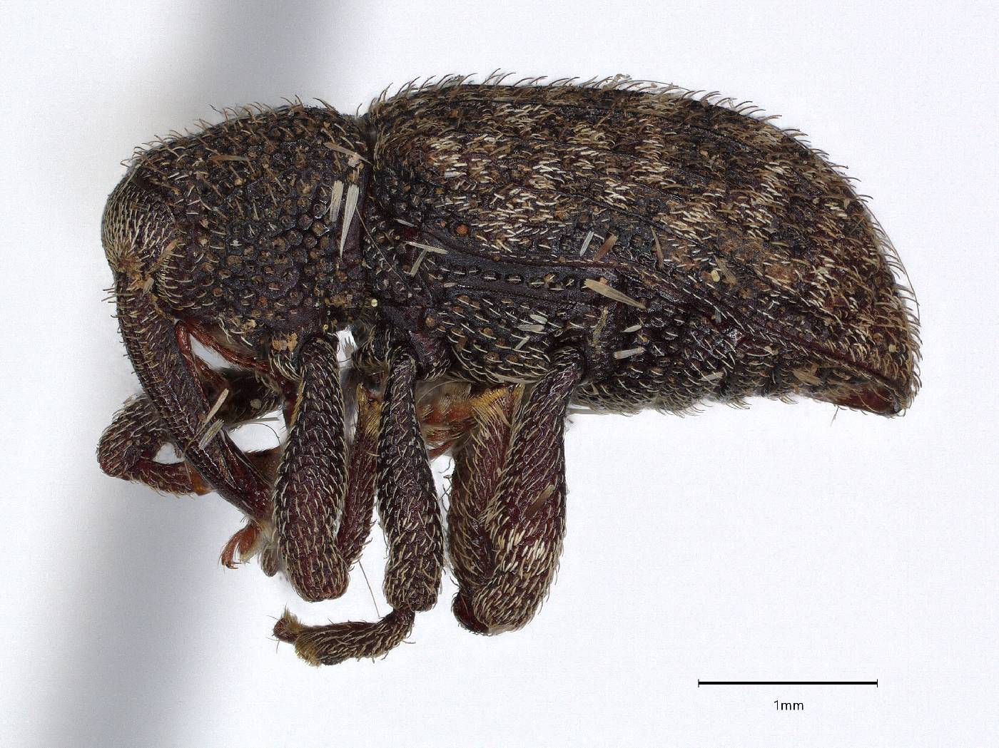 Conotrachelus asperatus image