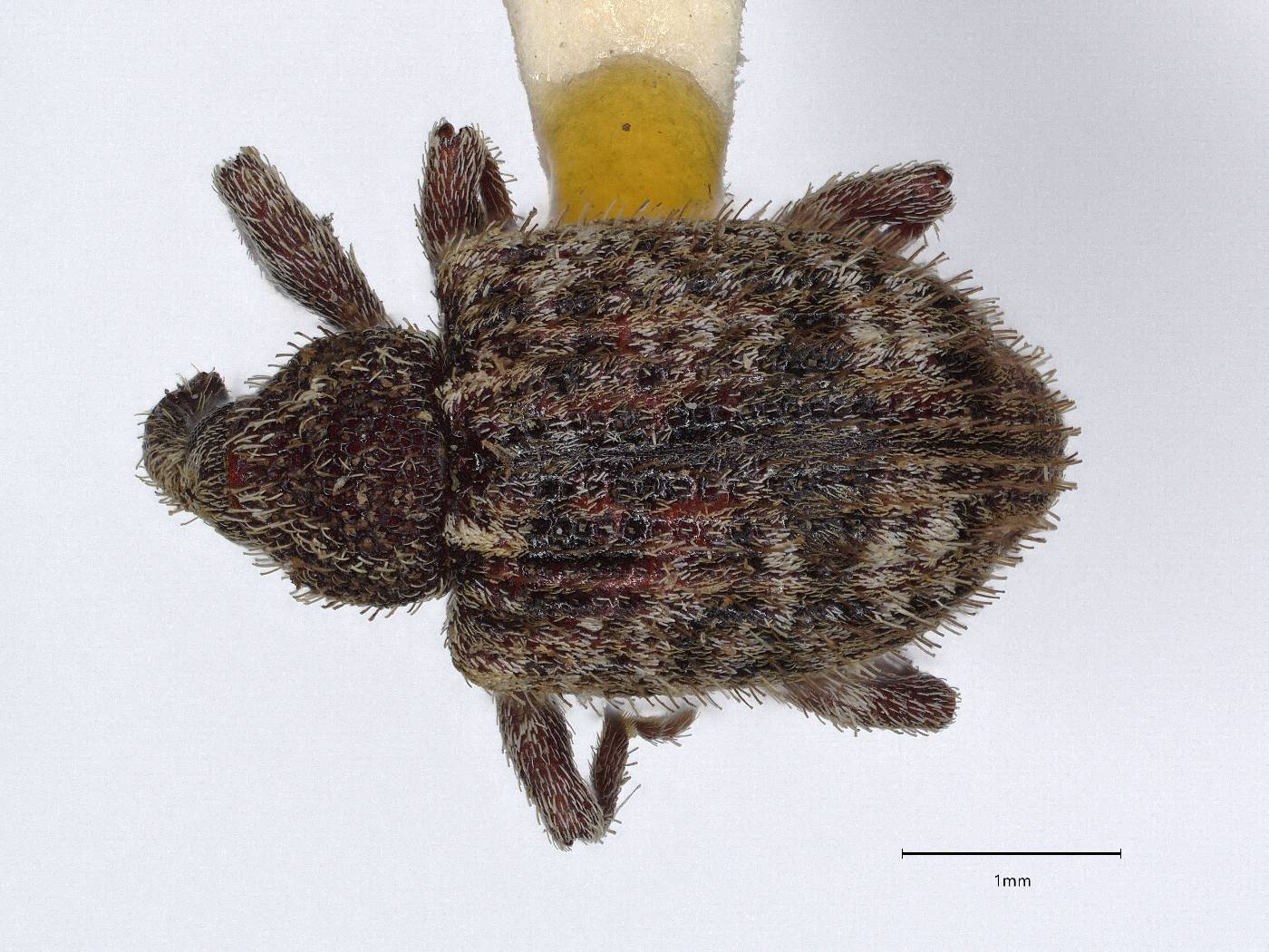 Conotrachelus setiferous image