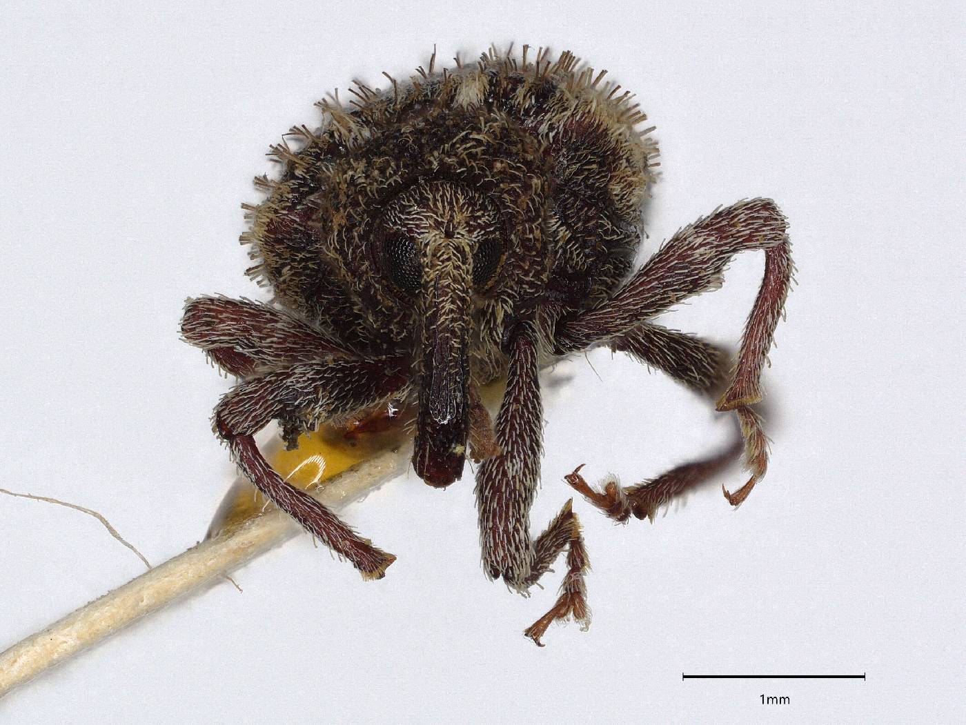 Conotrachelus setiferous image