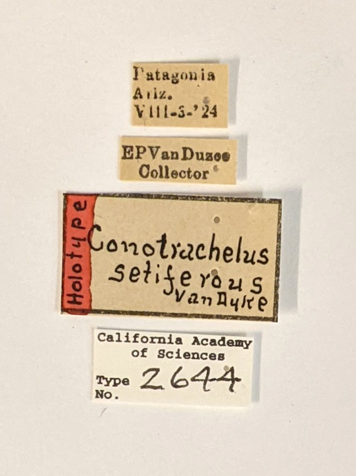 Conotrachelus setiferous image