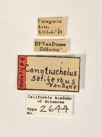 Conotrachelus setiferous image