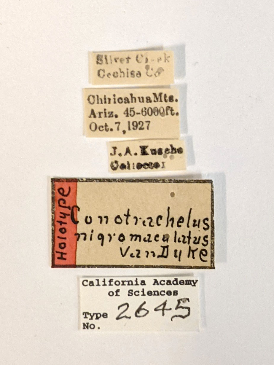 Conotrachelus nigromaculatus image