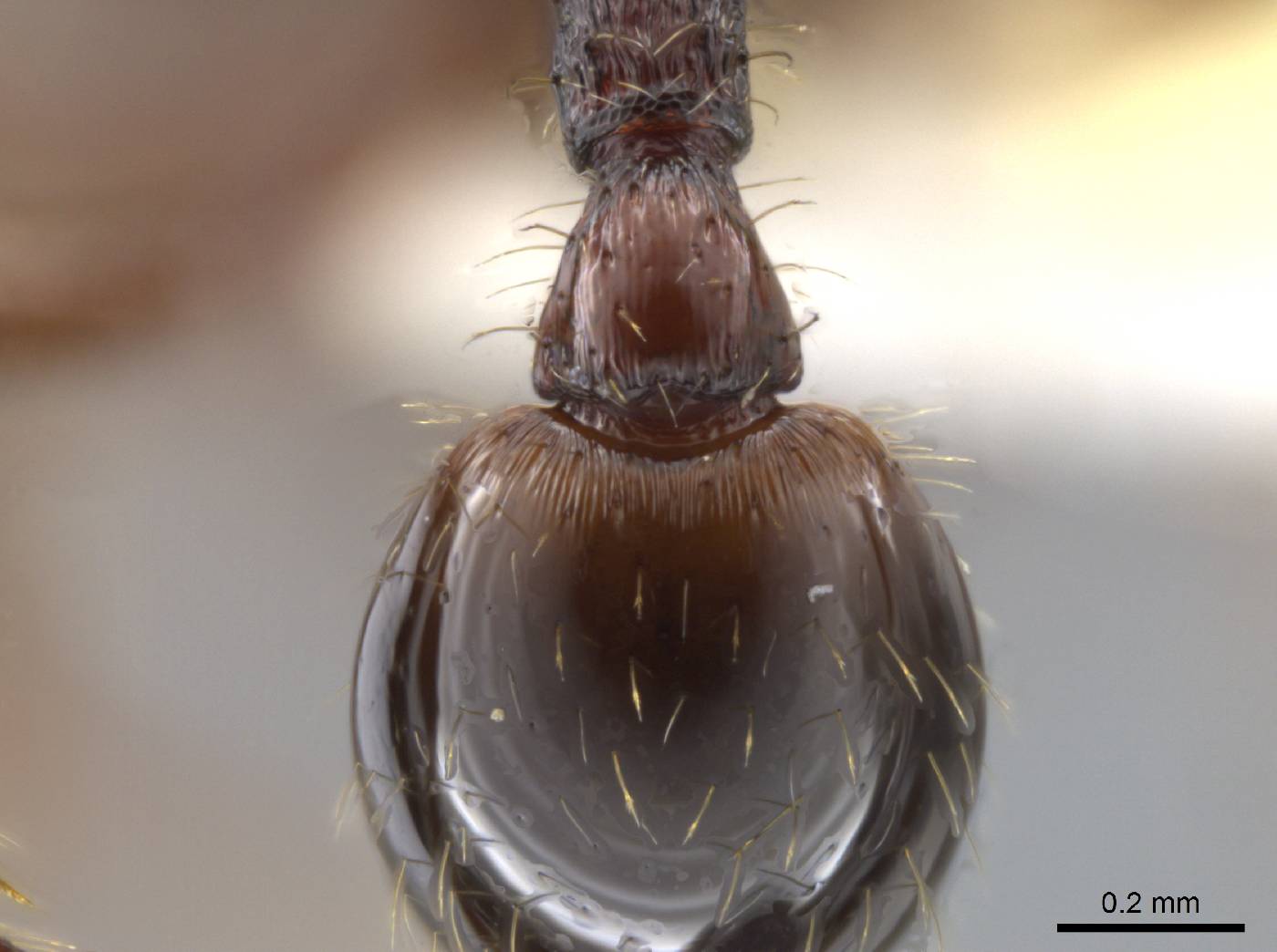 Hylomyrma montana image