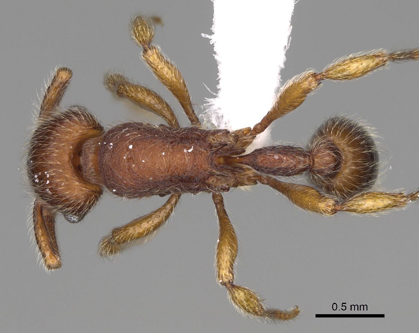 Hylomyrma plumosa image