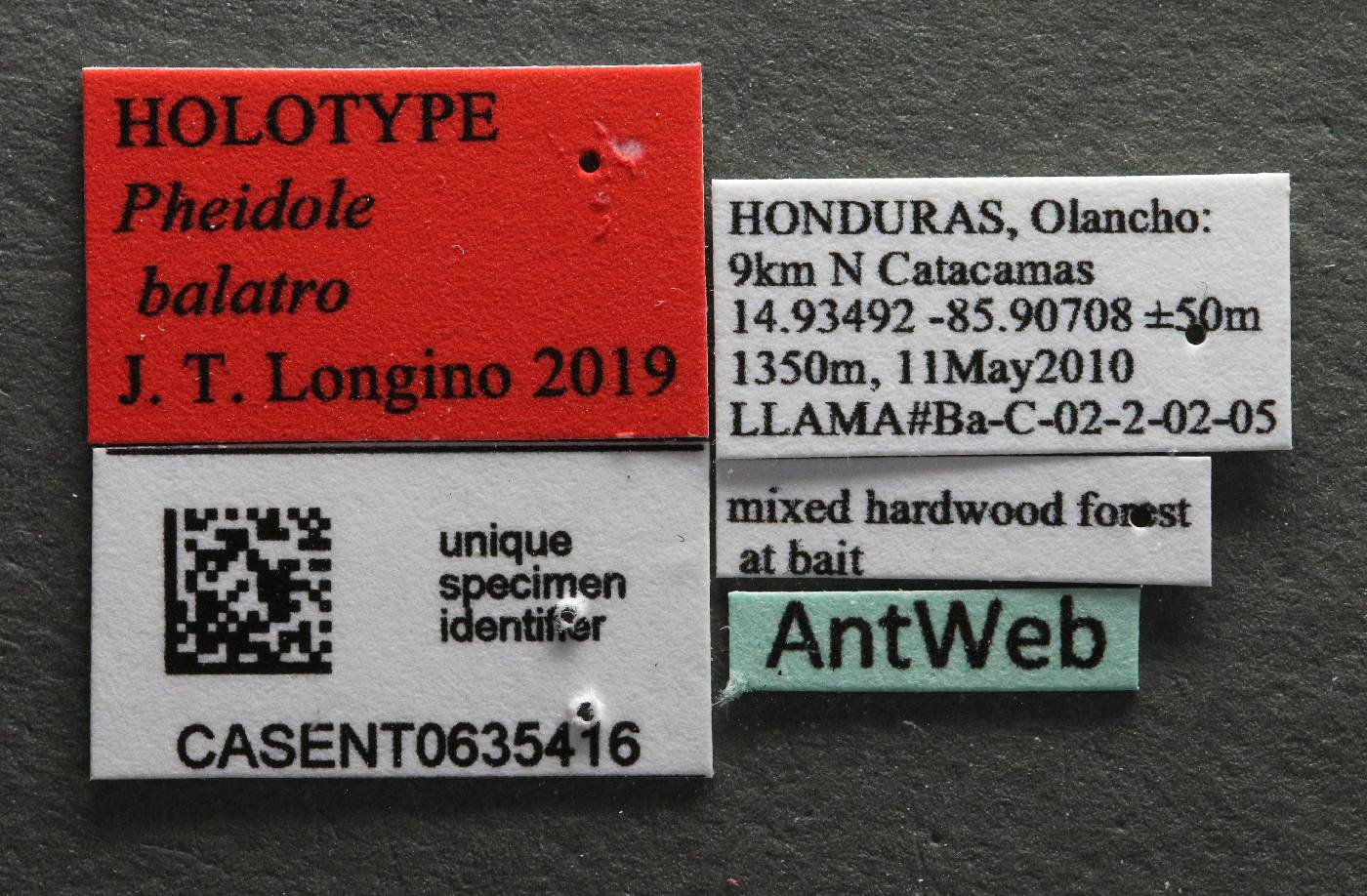 Pheidole balatro image