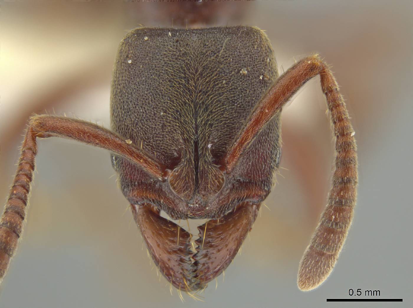 Rasopone guatemalensis image