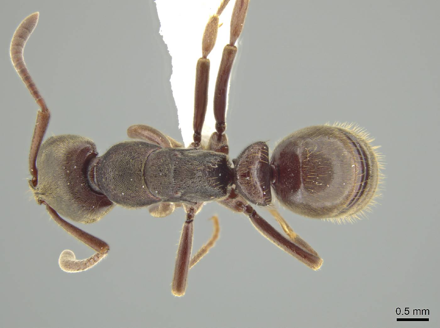 Rasopone mesoamericana image