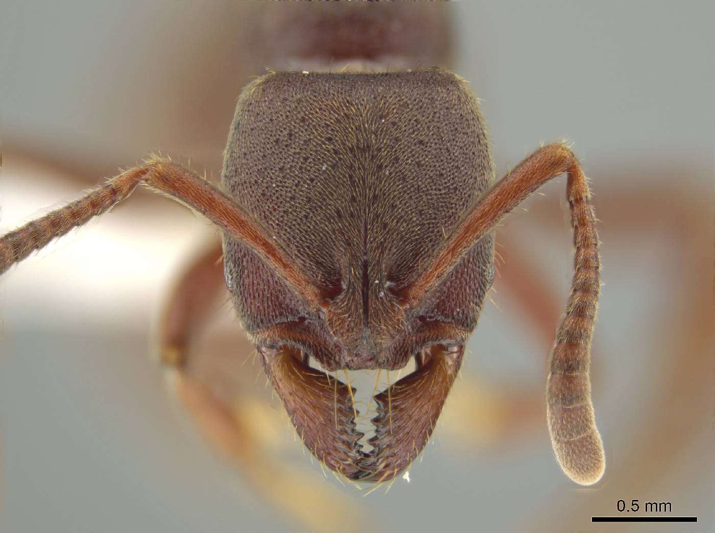 Rasopone subcubitalis image