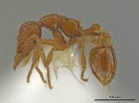 Strumigenys ananeotes image