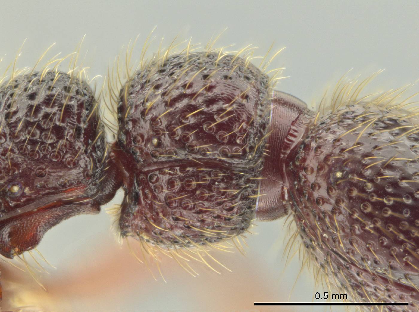 Syscia amblyogyna image