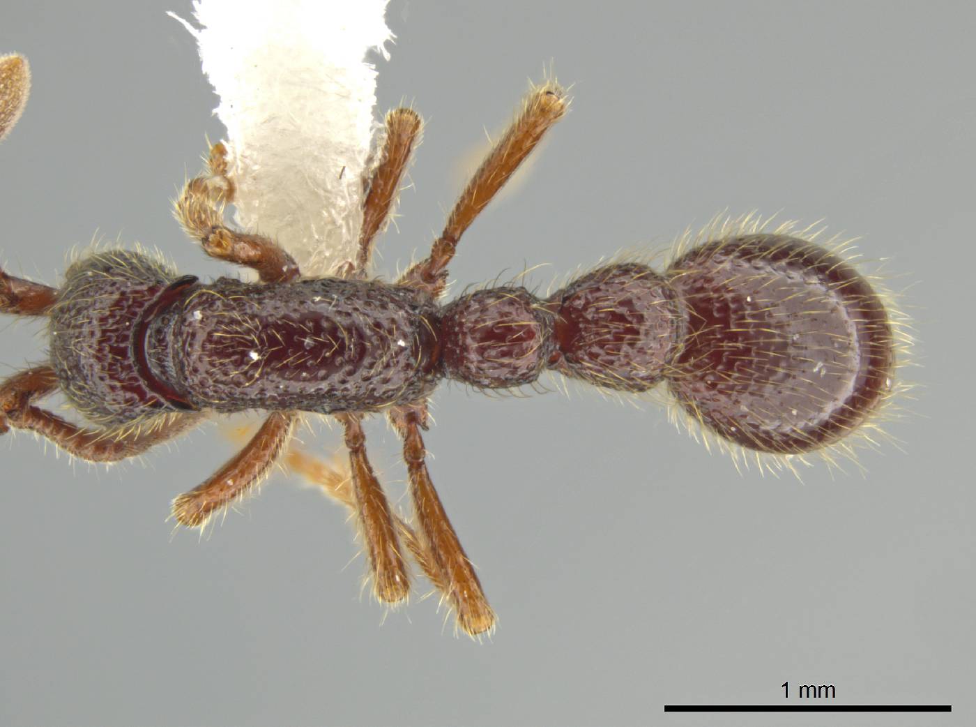 Syscia atitlana image