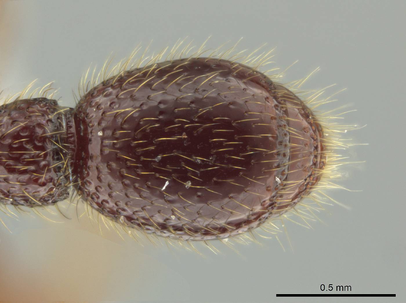 Syscia atitlana image