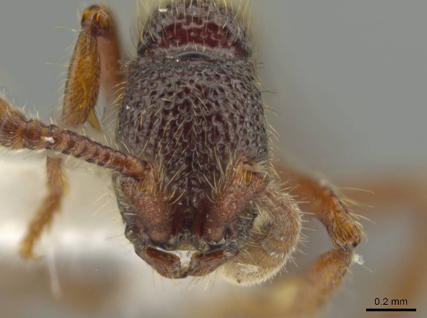 Syscia atitlana image