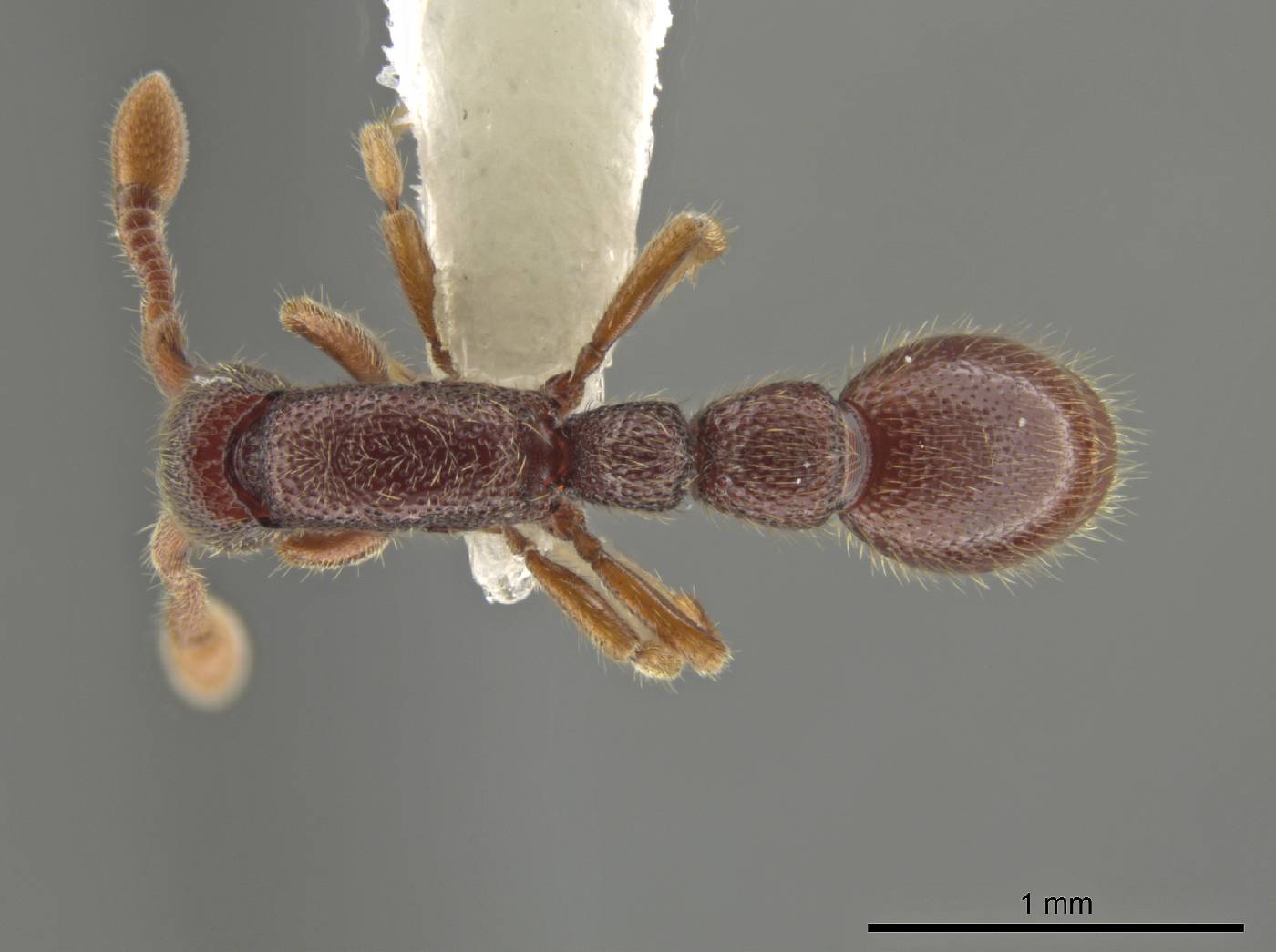 Syscia austrella image