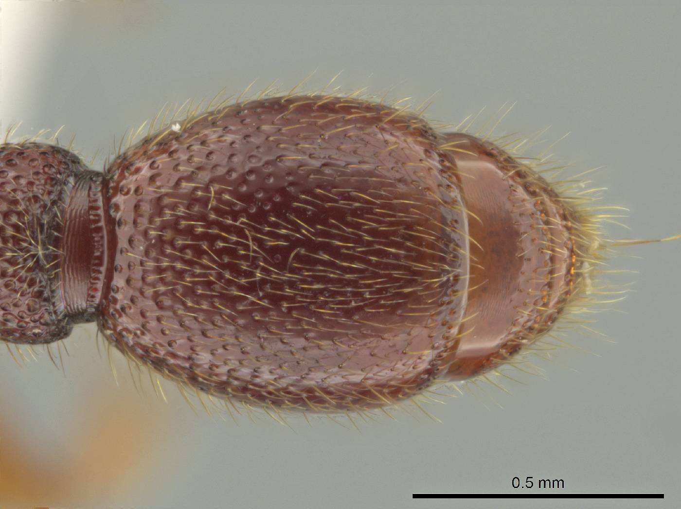 Syscia austrella image