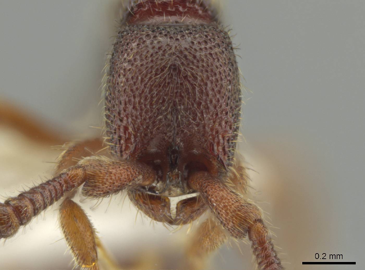 Syscia austrella image