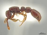 Syscia austrella image