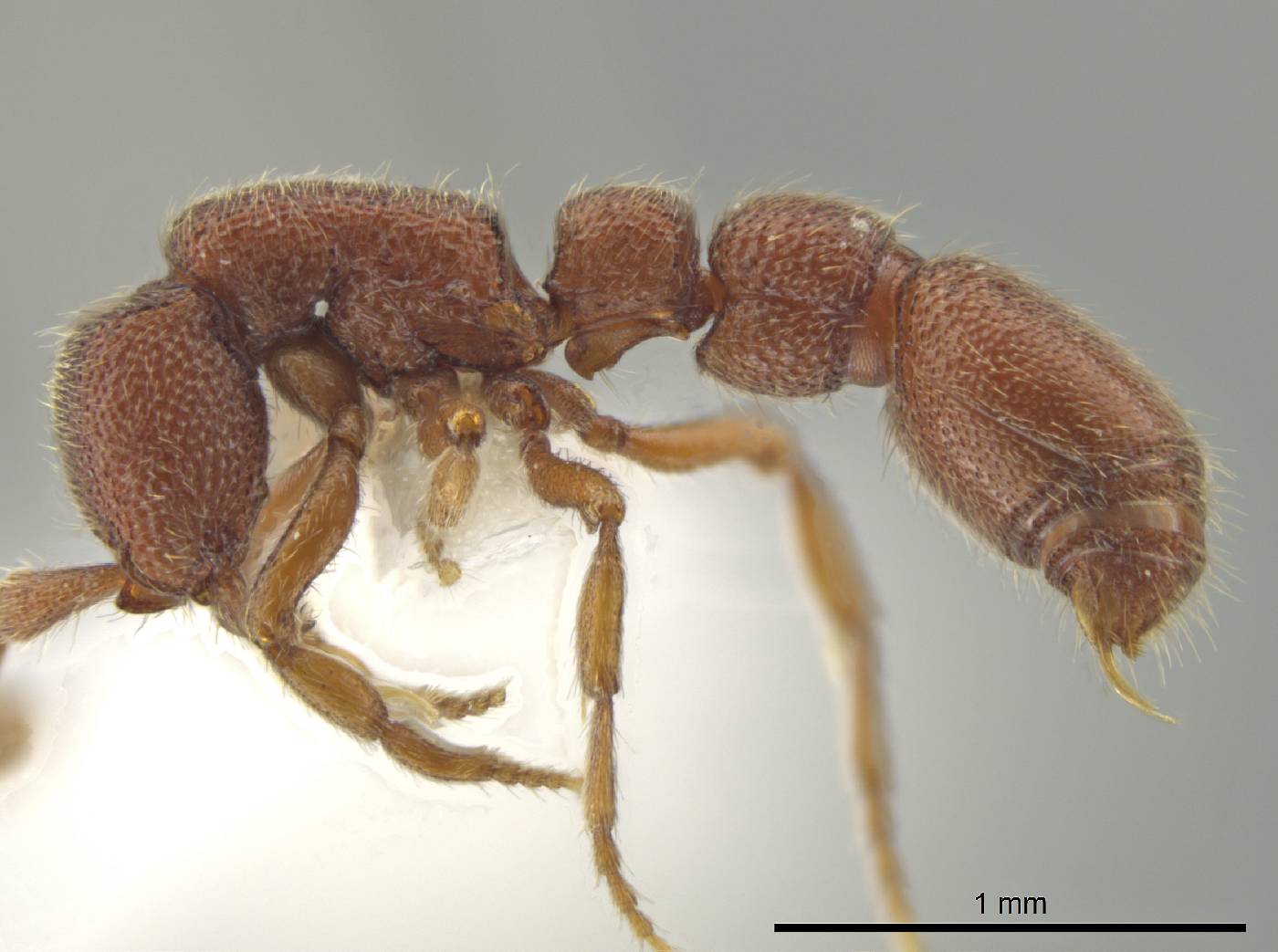 Syscia boudinoti image