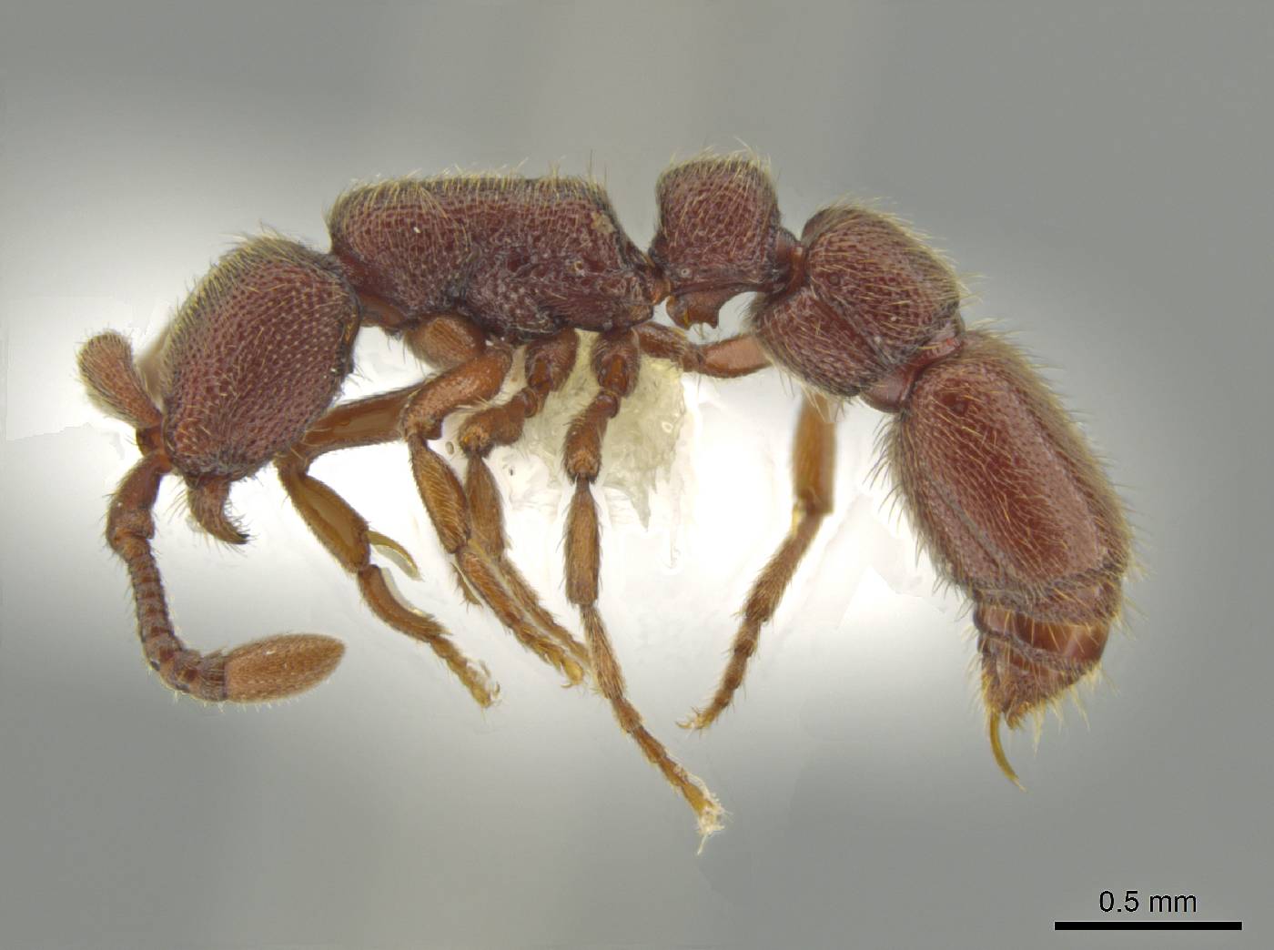 Syscia brachyptera image