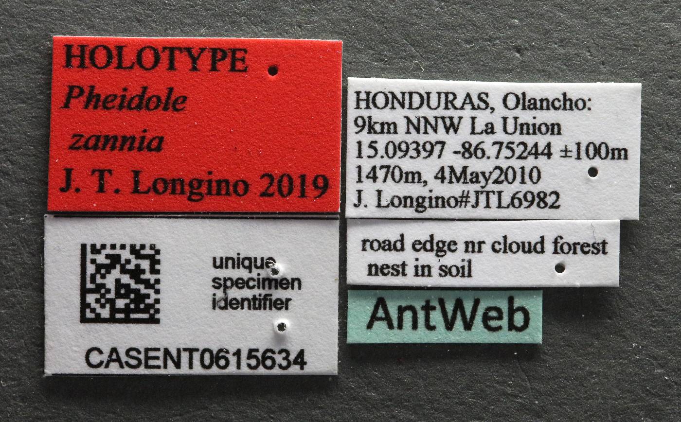 Pheidole zannia image