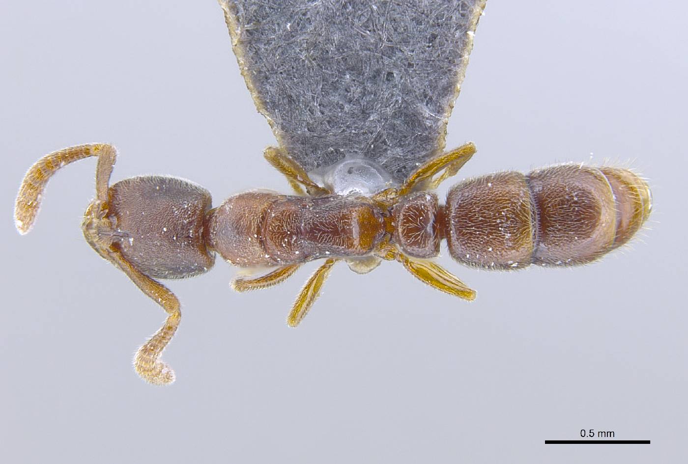 Ponera tudigong image