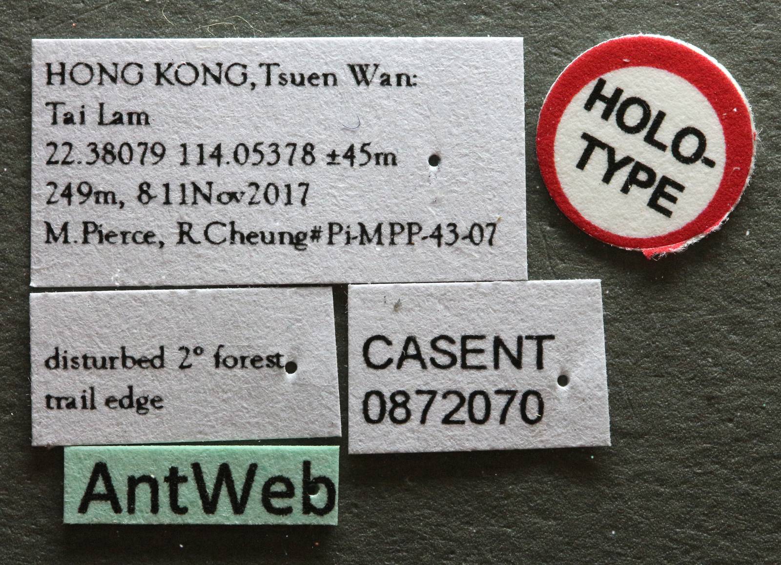 Ponera tudigong image