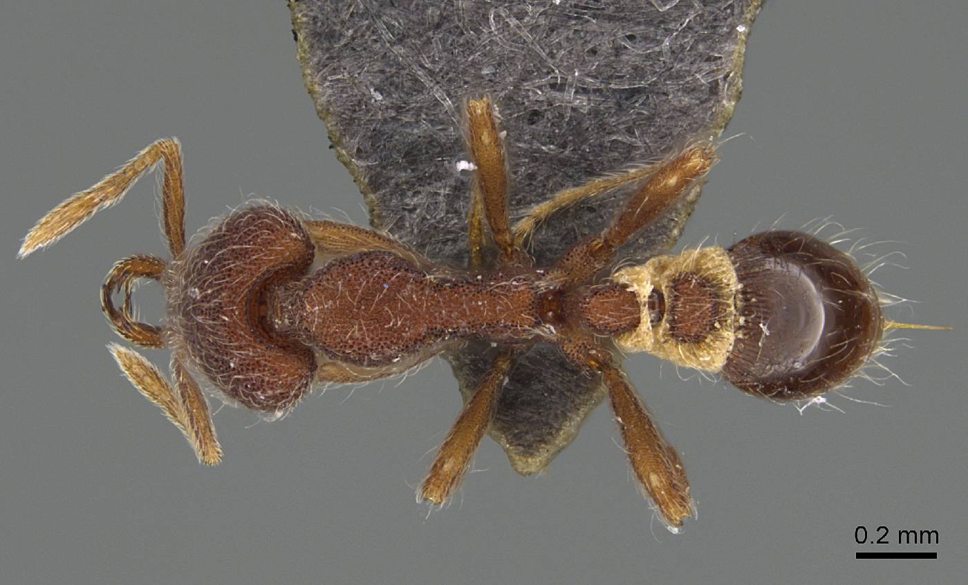 Strumigenys hirsuta image