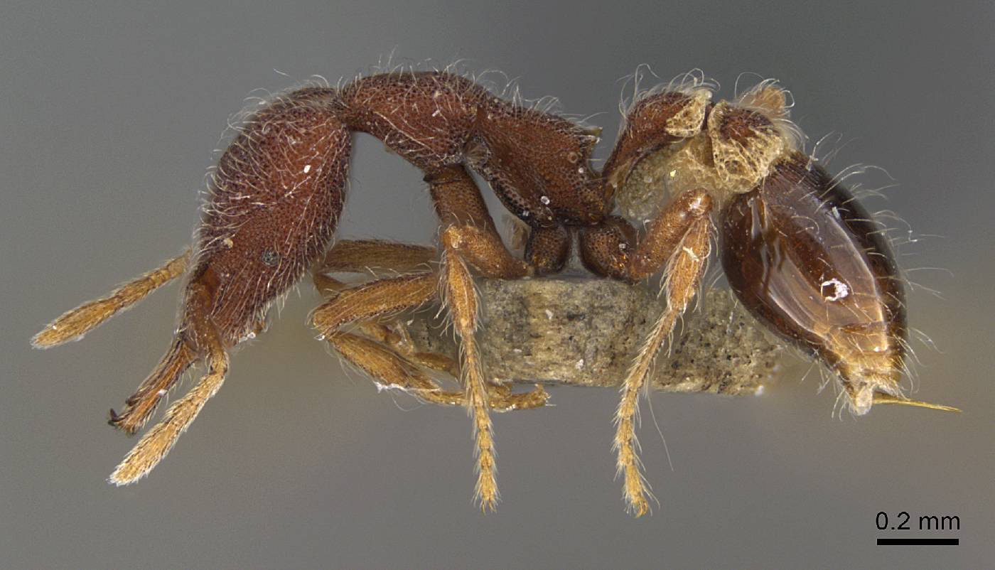 Strumigenys hirsuta image