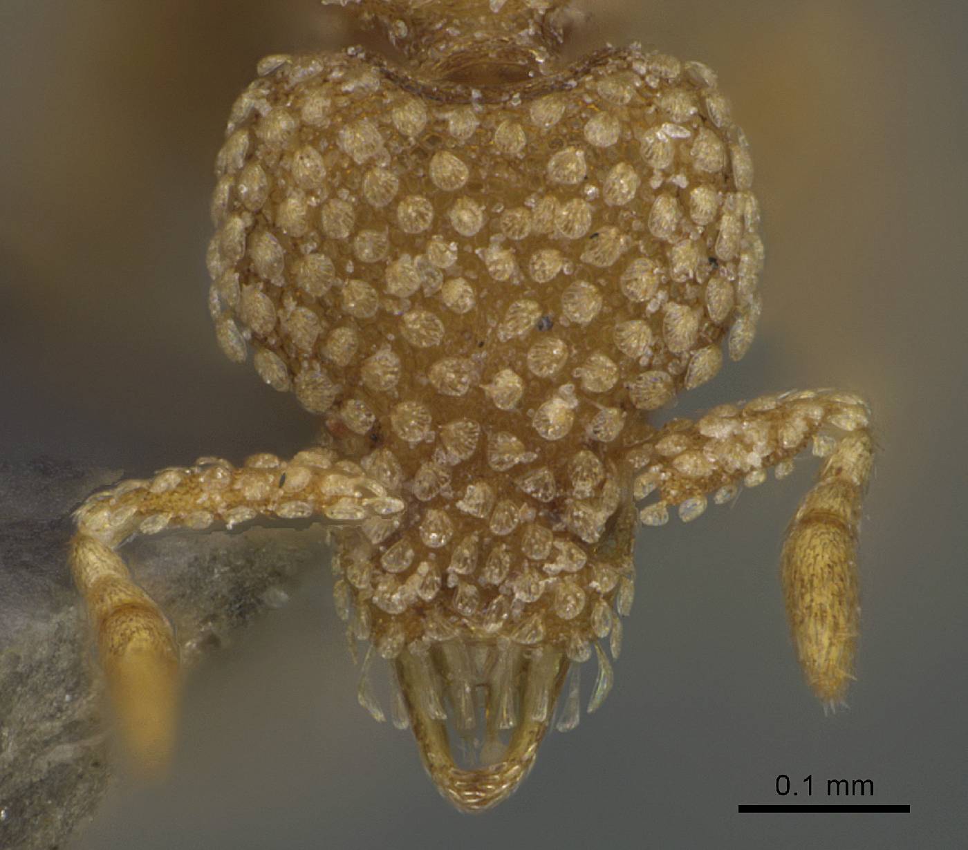 Strumigenys lantaui image