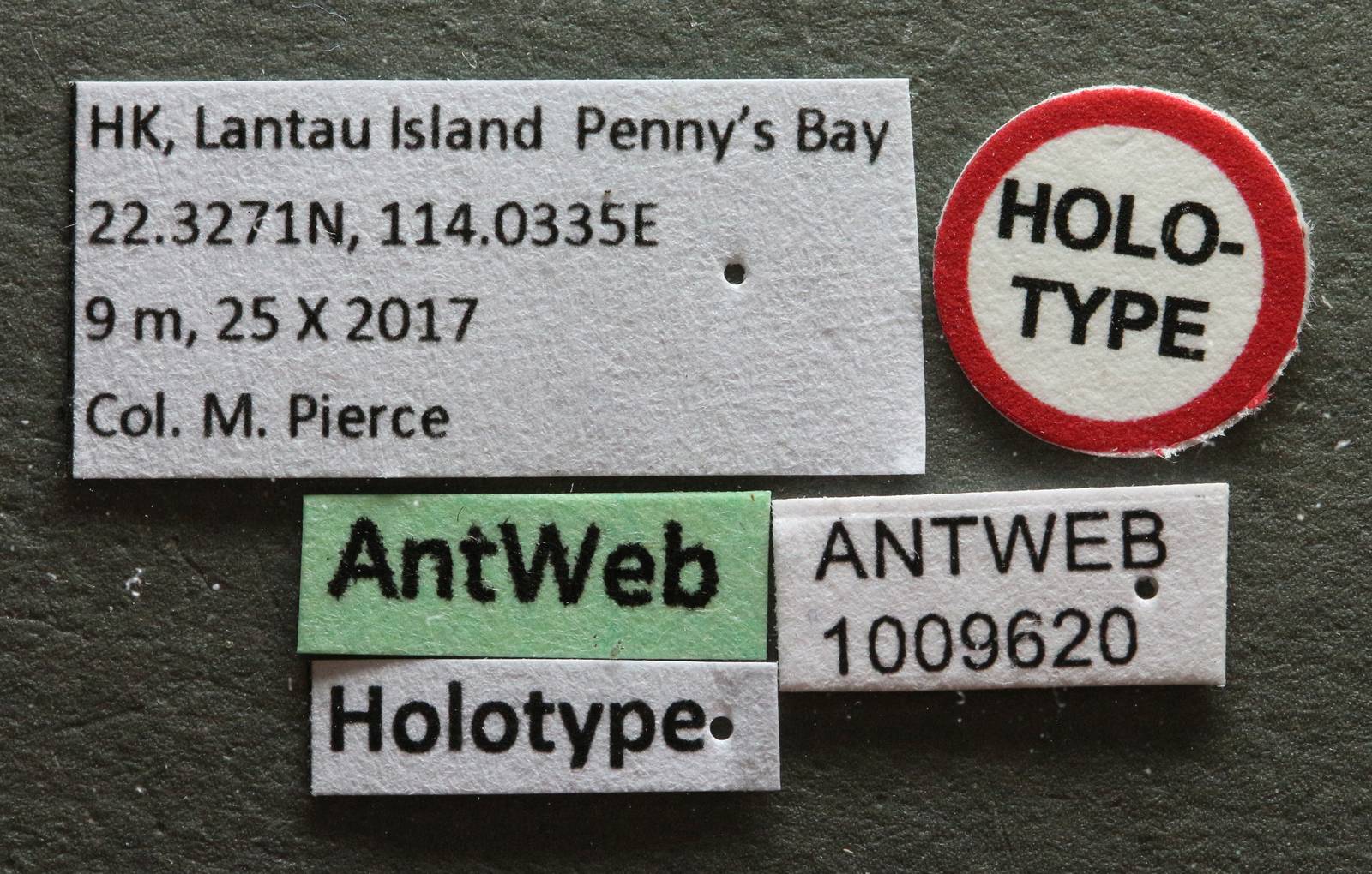 Strumigenys lantaui image