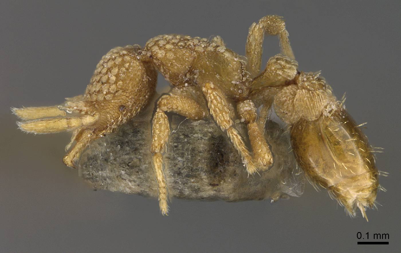 Strumigenys lantaui image