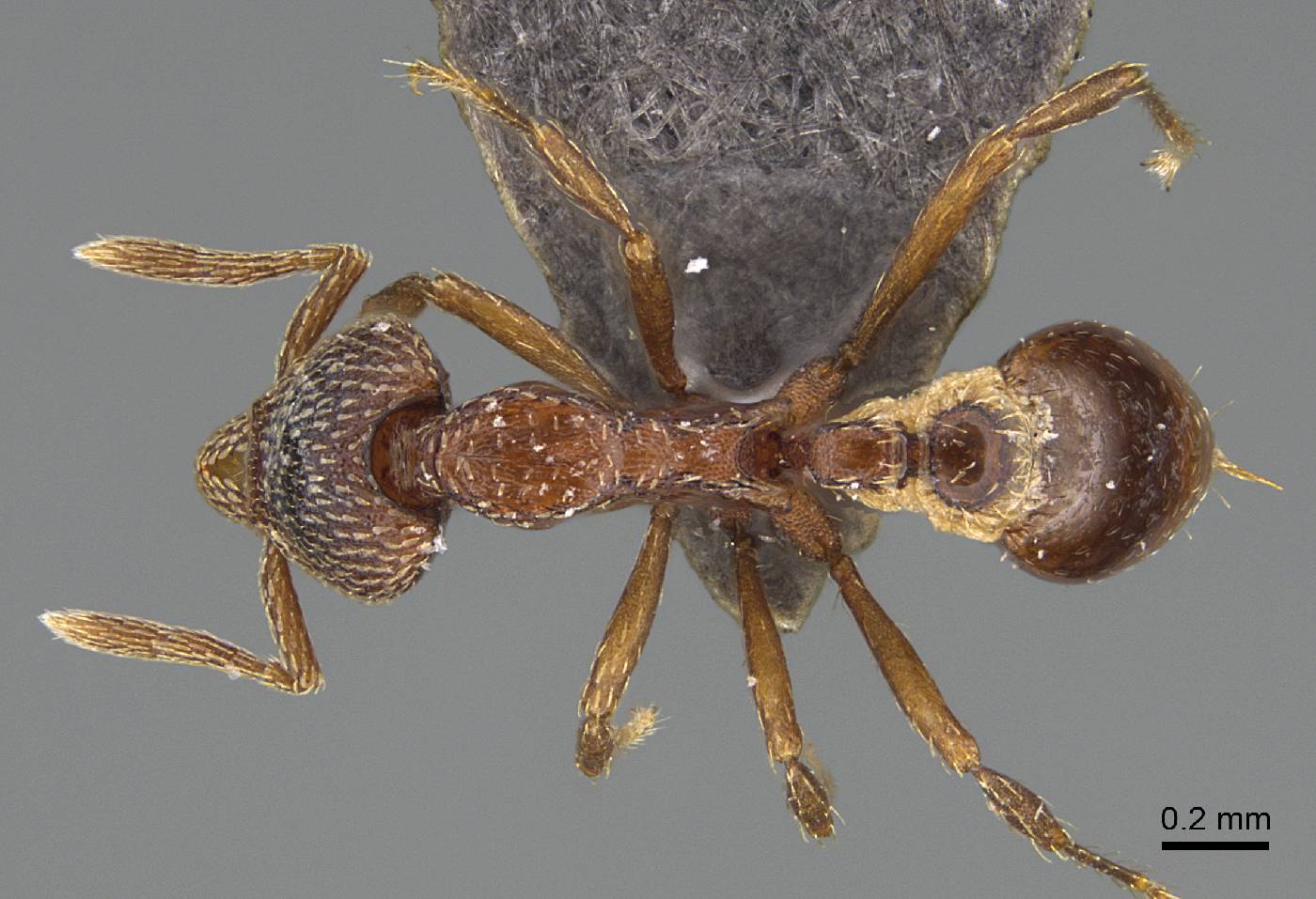 Strumigenys nathistorisoc image