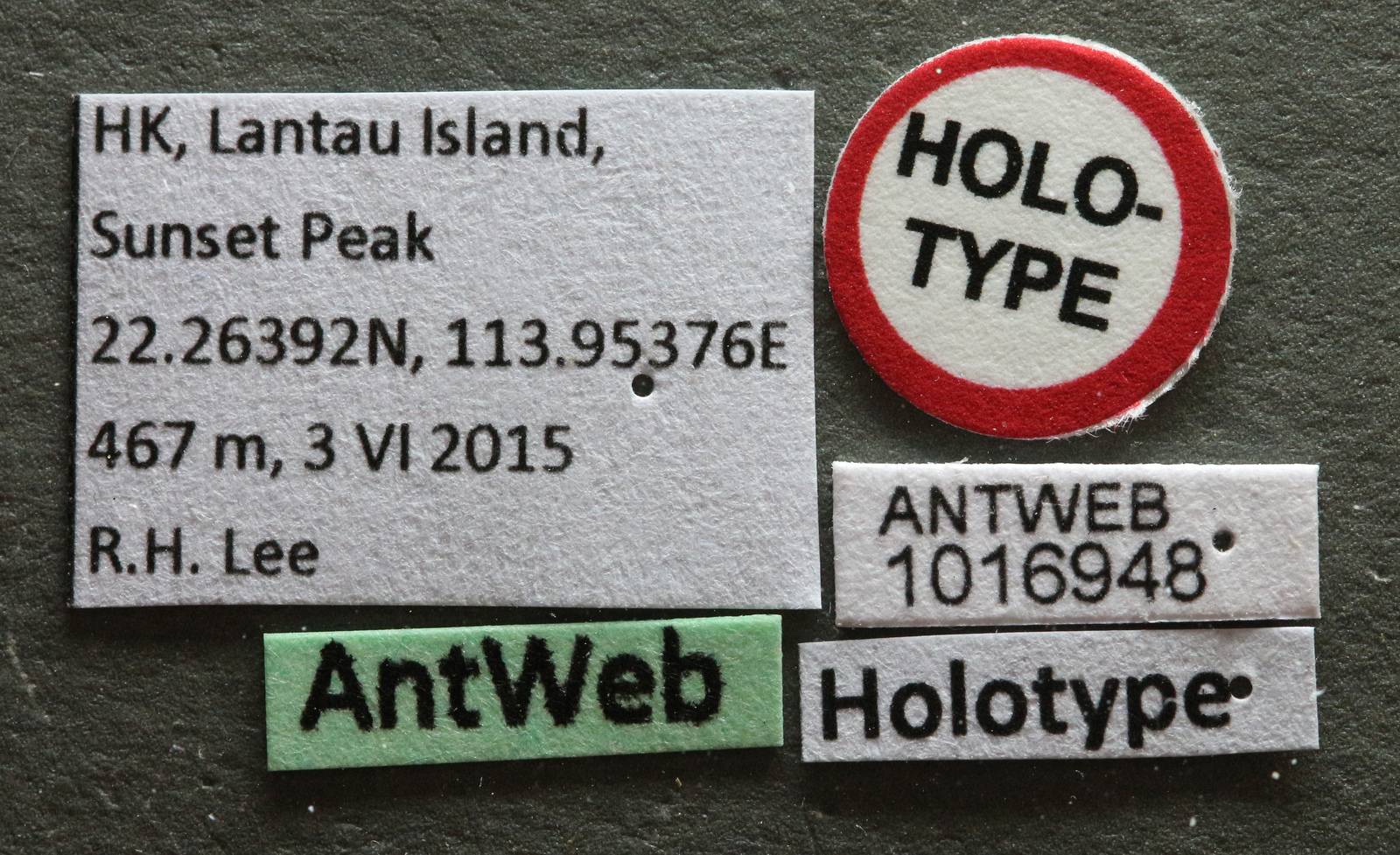 Strumigenys hirsuta image