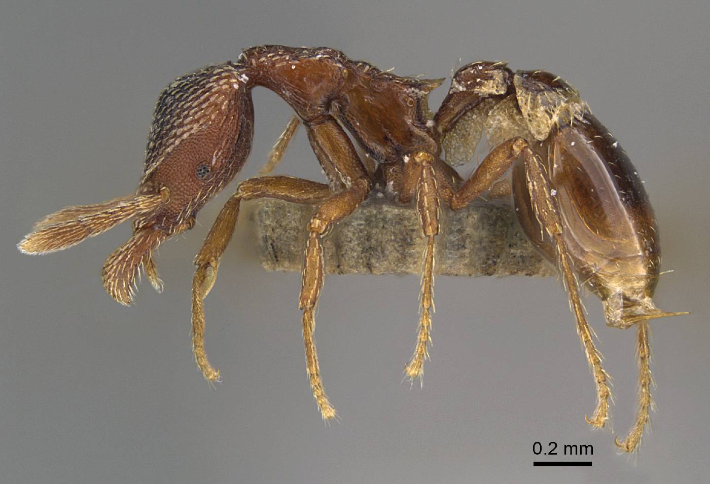 Strumigenys nathistorisoc image