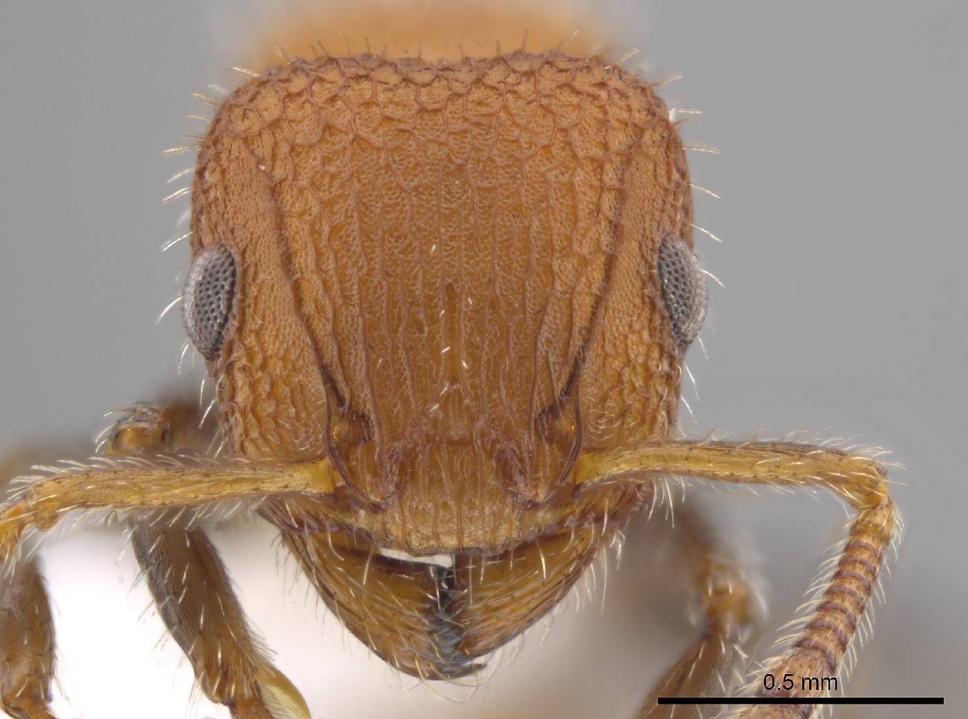 Romblonella longinoi image