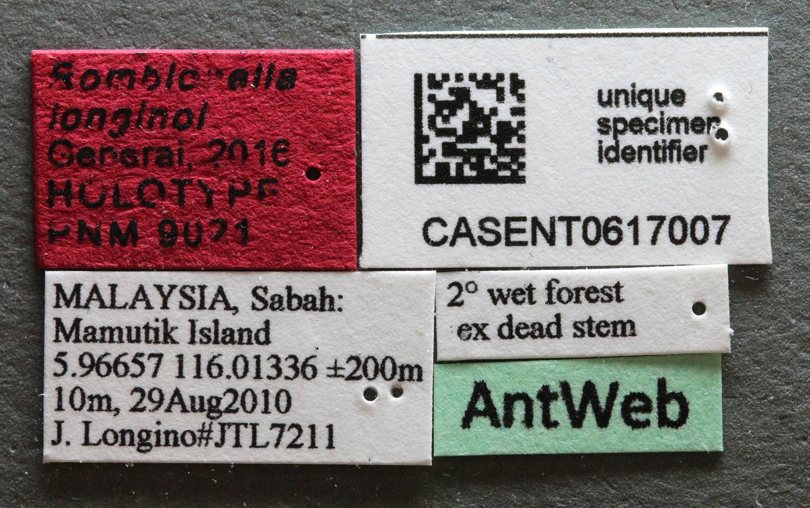 Romblonella longinoi image