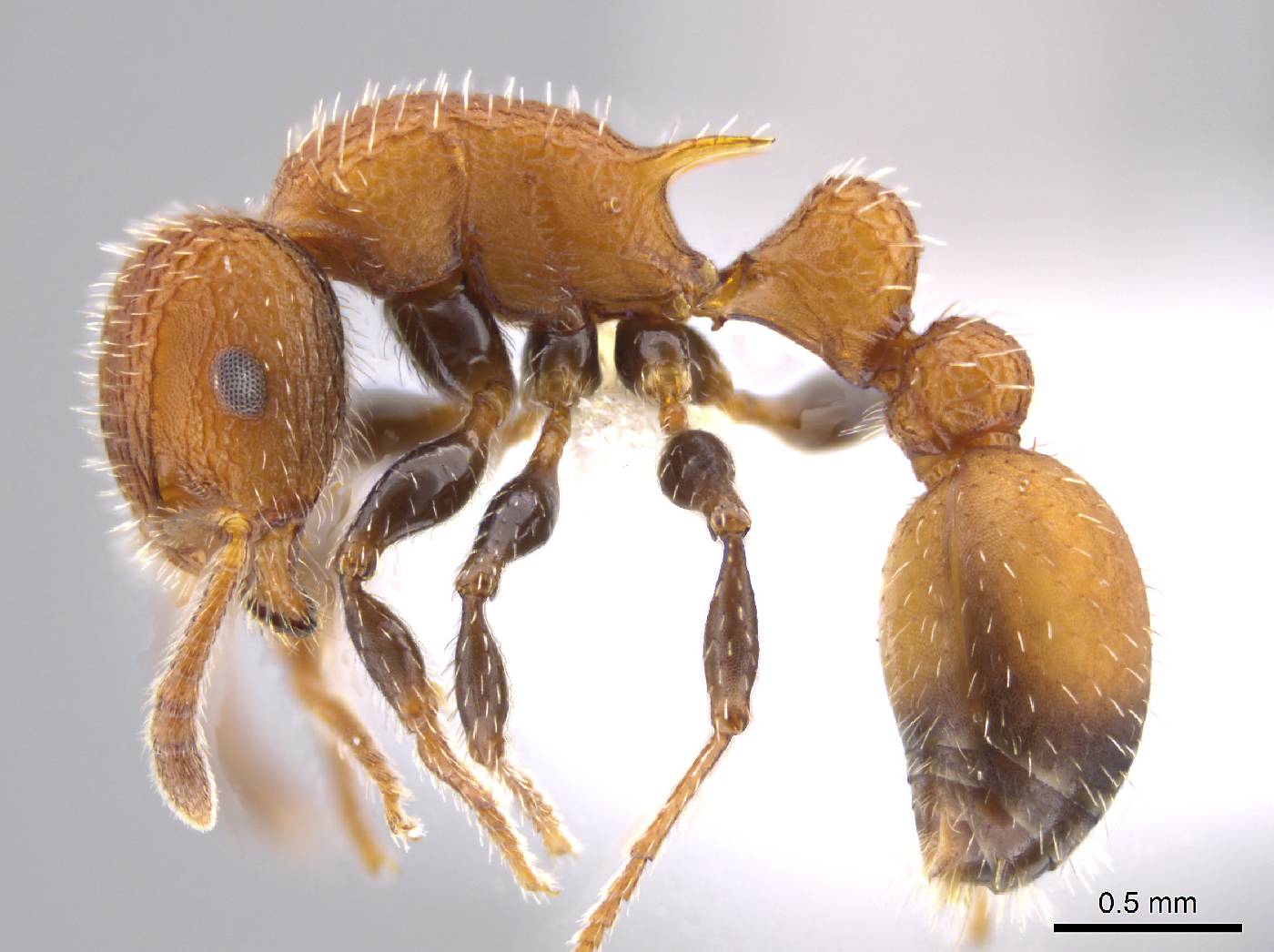 Romblonella longinoi image