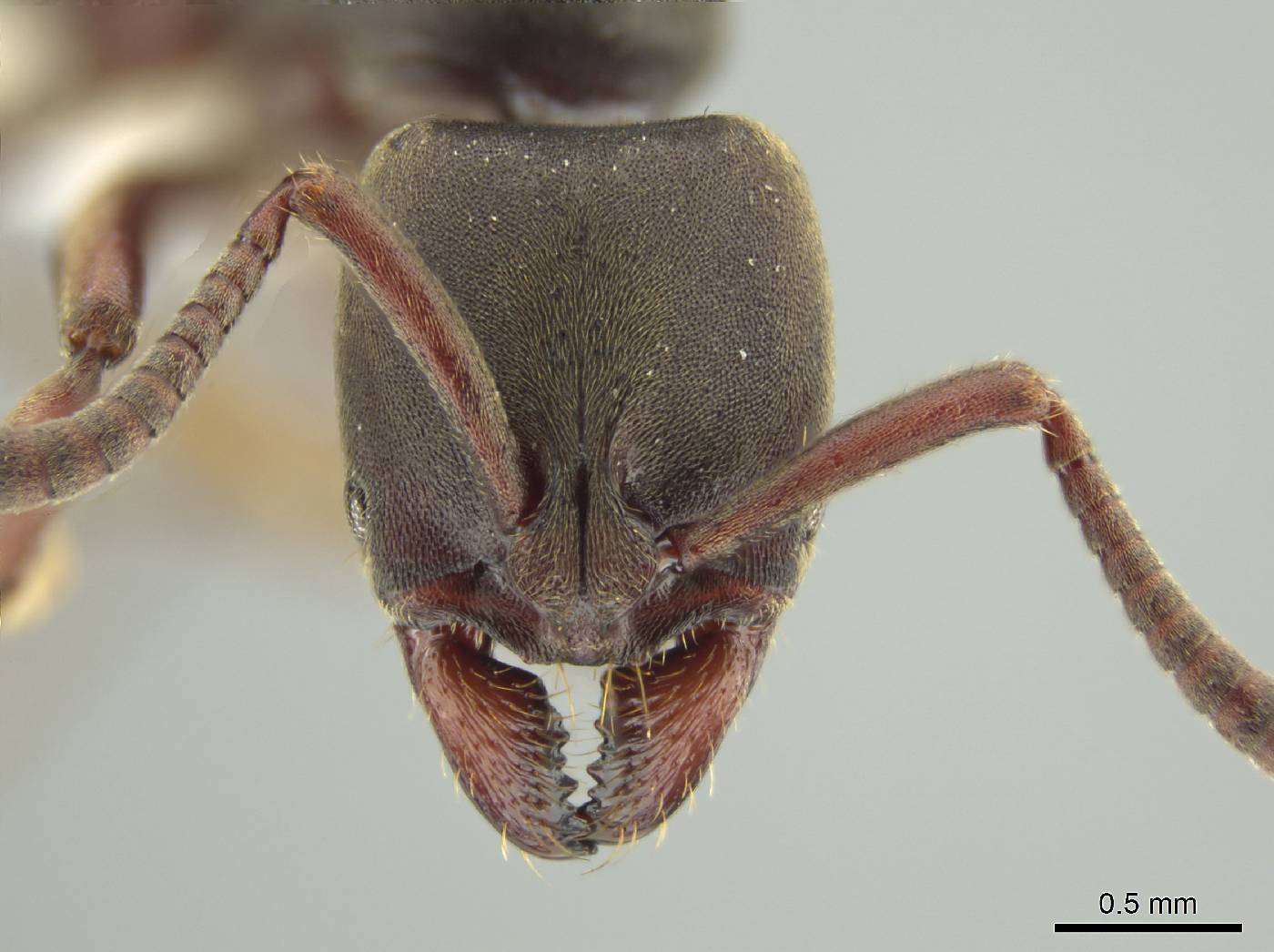 Rasopone panamensis image