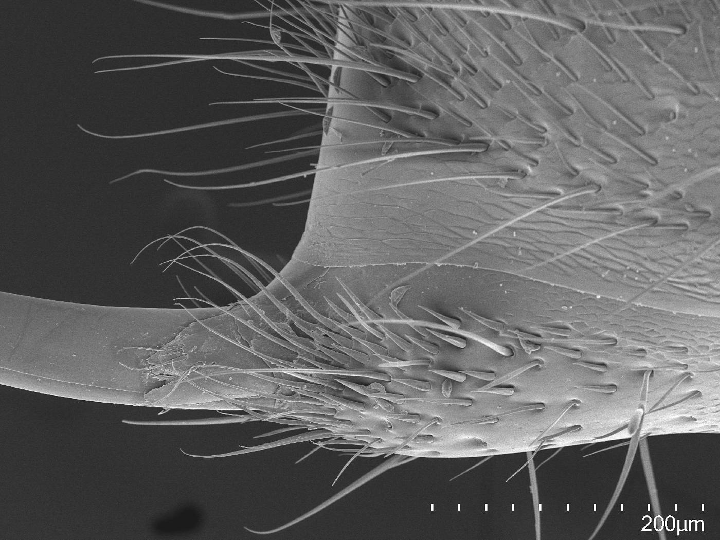 Rasopone panamensis image