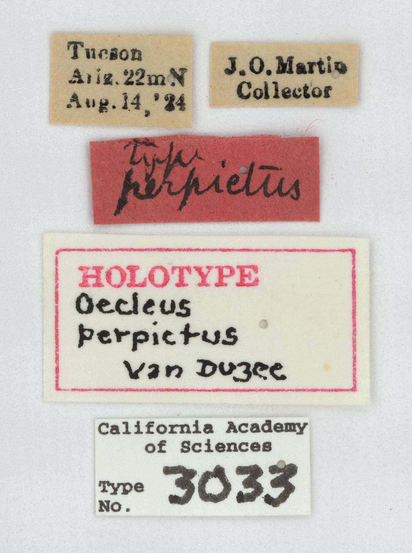 Oecleus perpictus image