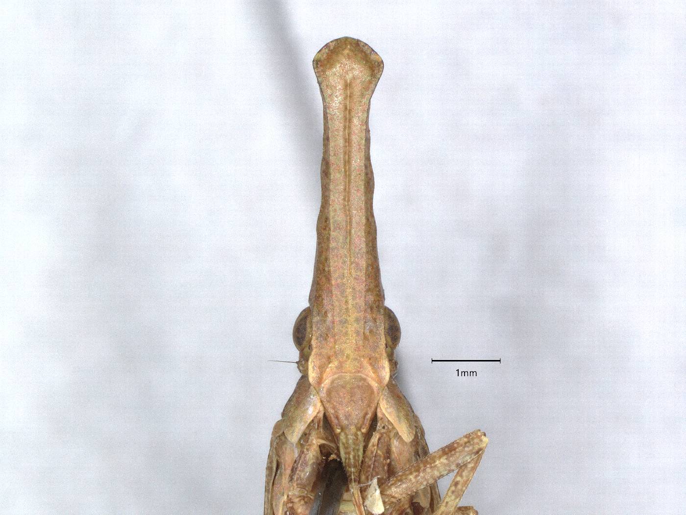 Rhabdocephala image