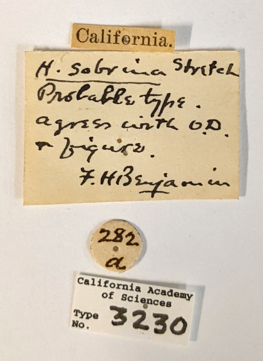 Halesidota sobrina image